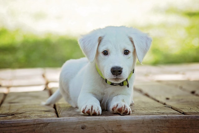 puppy laying down